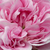 Roz - Trandafir alba - Königin von Dänemark